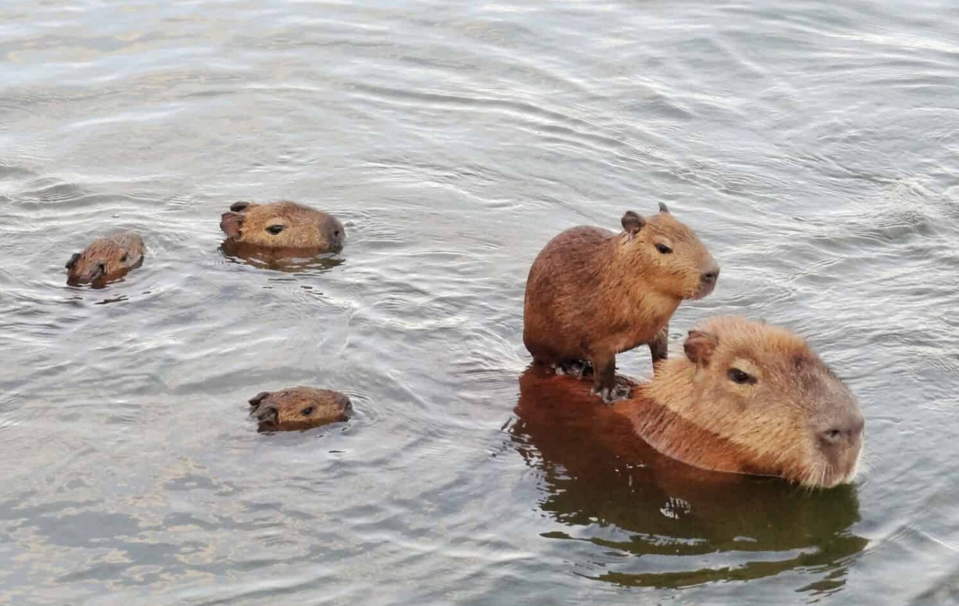Capybara er stor. Hvorfor er der så mange, der ønsker at være venner med den?