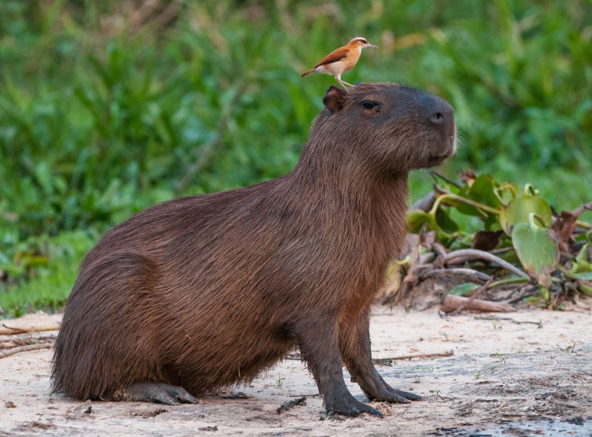 Capybara er stor. Hvorfor er der så mange, der ønsker at være venner med den?