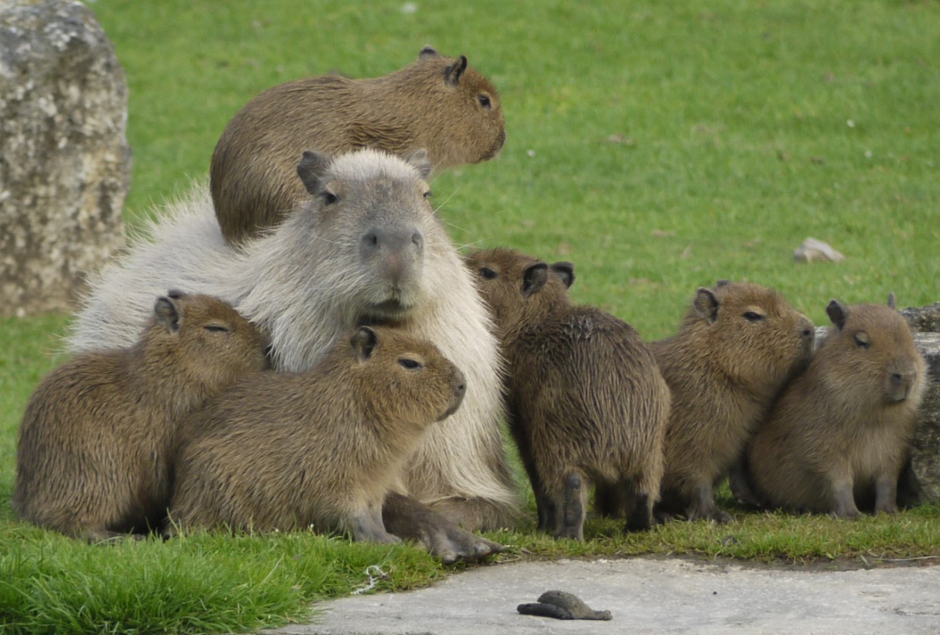 Capybara er stor. Hvorfor er der så mange, der ønsker at være venner med den?