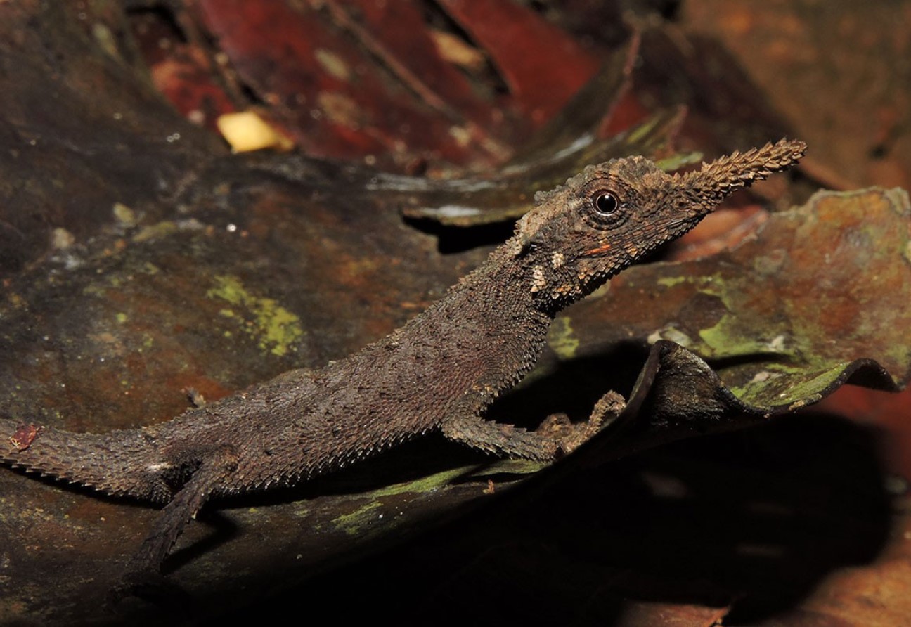 Ceratophora ukuwelai