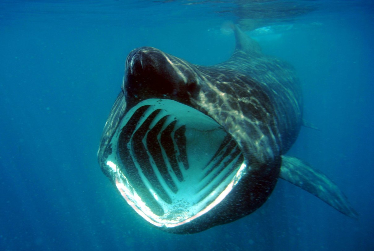 Cetorhinus maximus