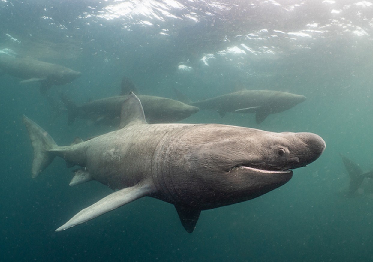 Cetorhinus maximus