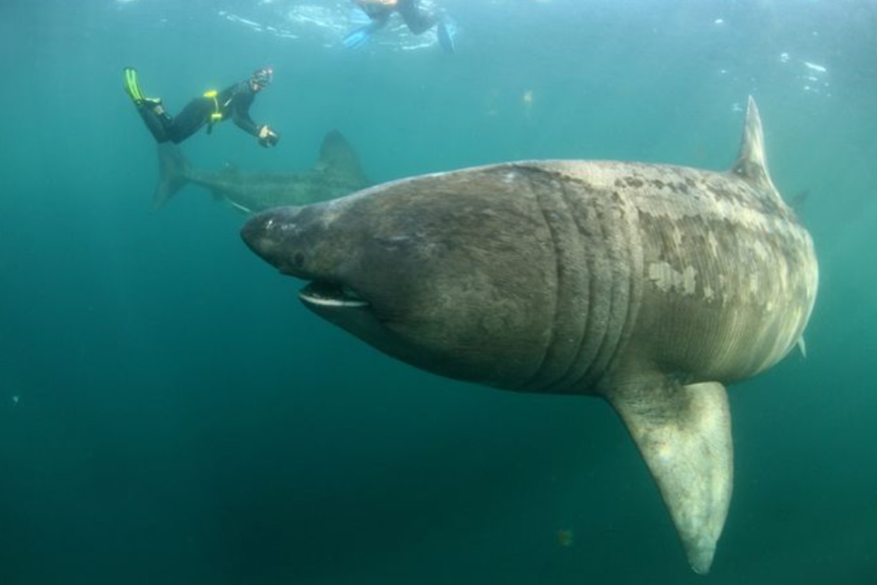 Cetorhinus maximus