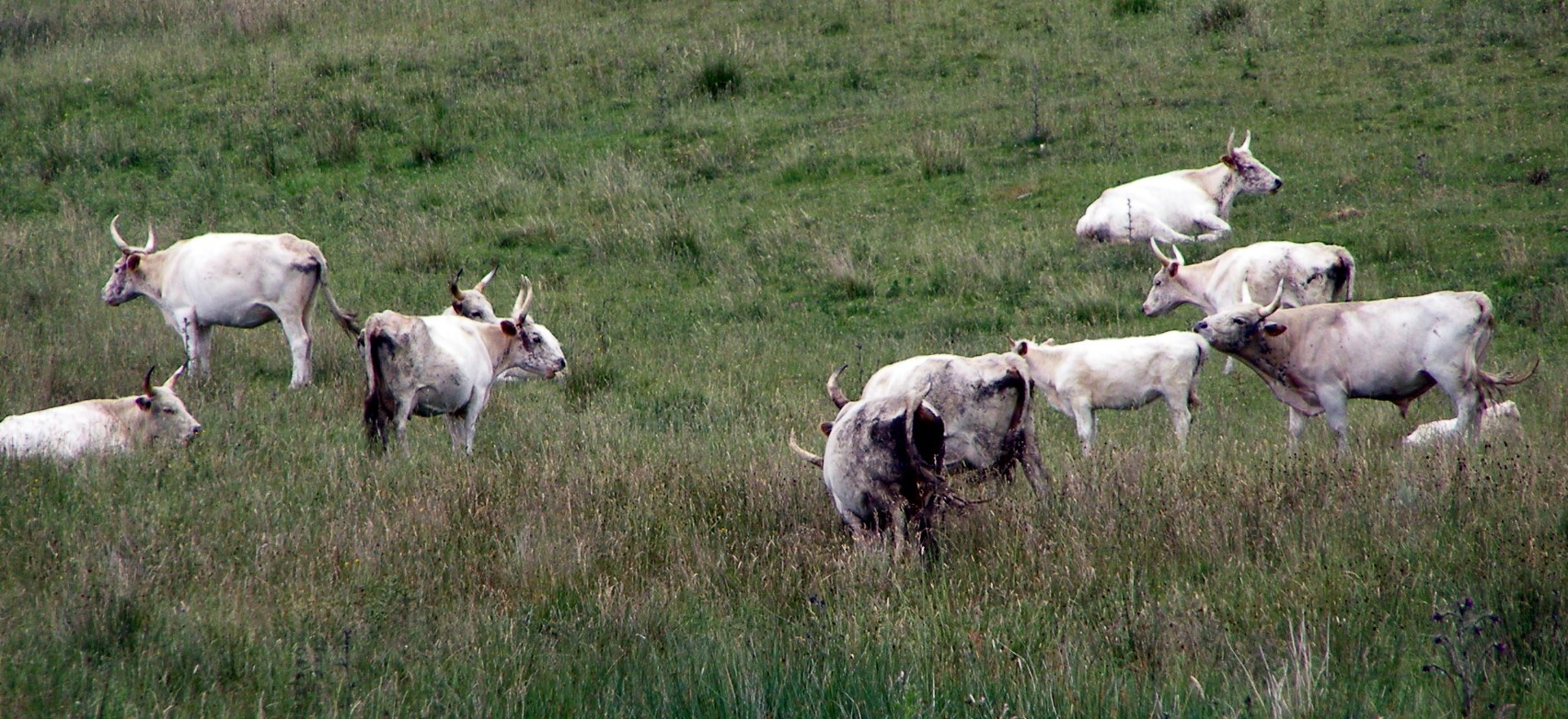 Chillingham køer