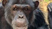 Chimpanser opfører sig frækt og trendsættende - det viser, at de er mere menneskelignende, end du tror, afslører undersøgelse