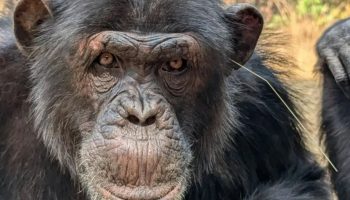 Chimpanser opfører sig frækt og trendsættende - det viser, at de er mere menneskelignende, end du tror, afslører undersøgelse