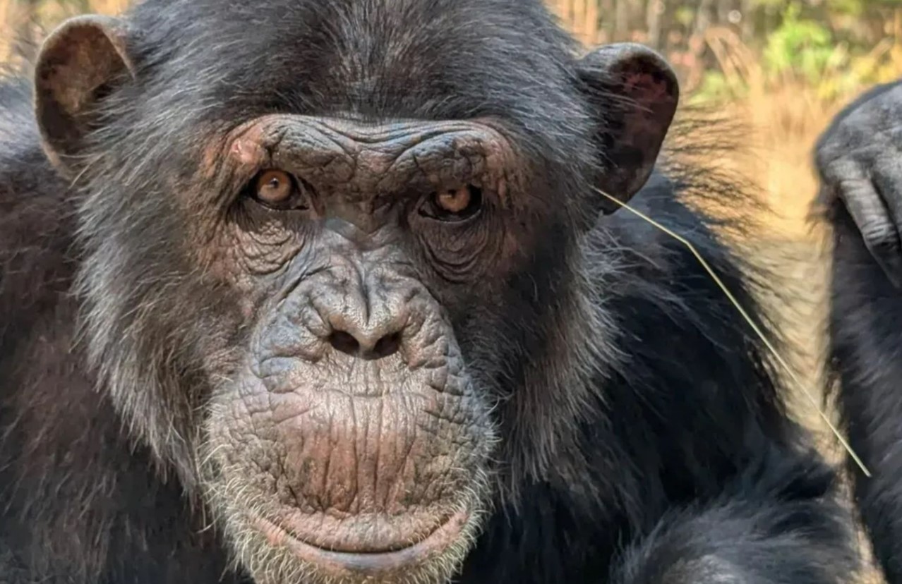 Chimpanser opfører sig frækt og trendsættende - det viser, at de er mere menneskelignende, end du tror, afslører undersøgelse