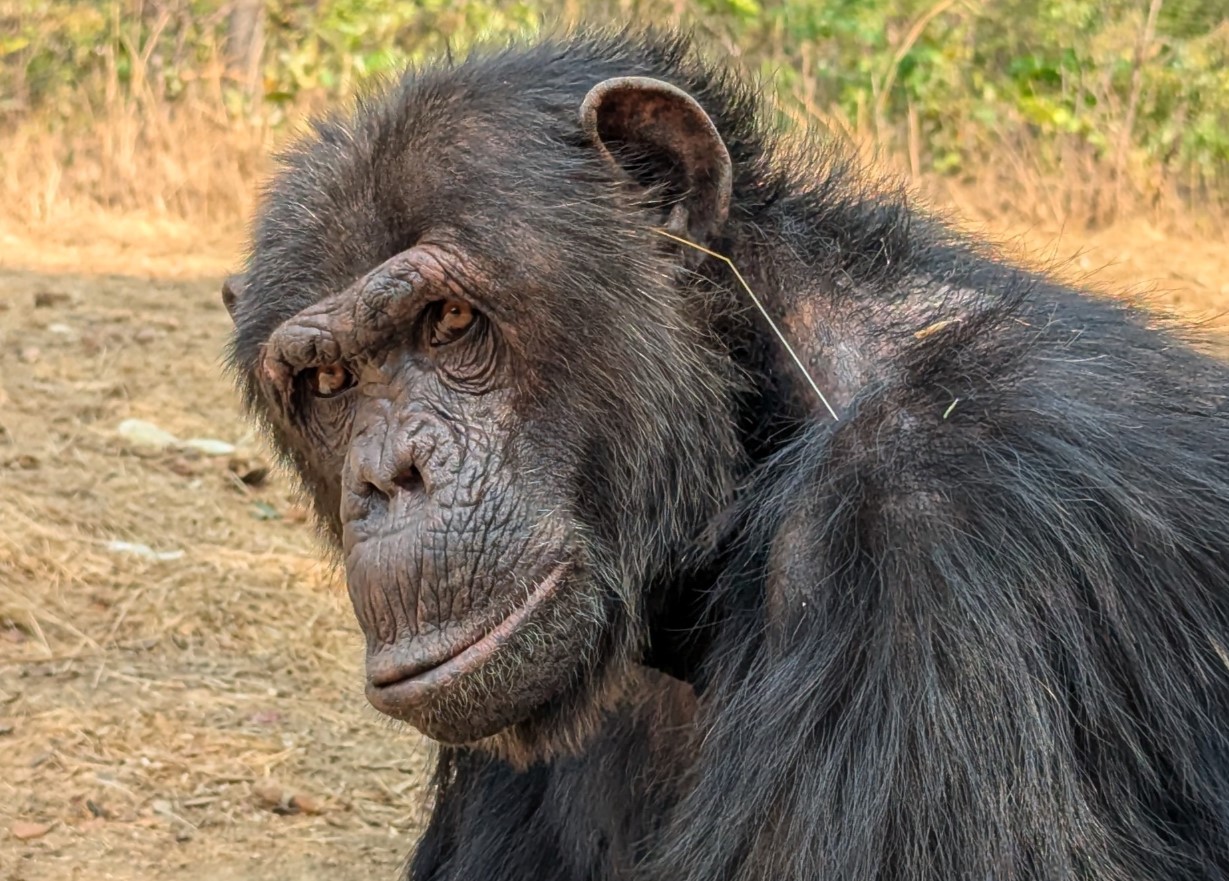 Chimpanser opfører sig frækt og trendsættende - det viser, at de er mere menneskelignende, end du tror, afslører undersøgelse