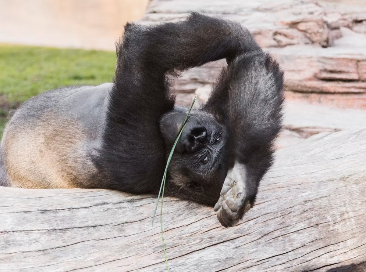 Chimpanser opfører sig frækt og trendsættende - det viser, at de er mere menneskelignende, end du tror, afslører undersøgelse