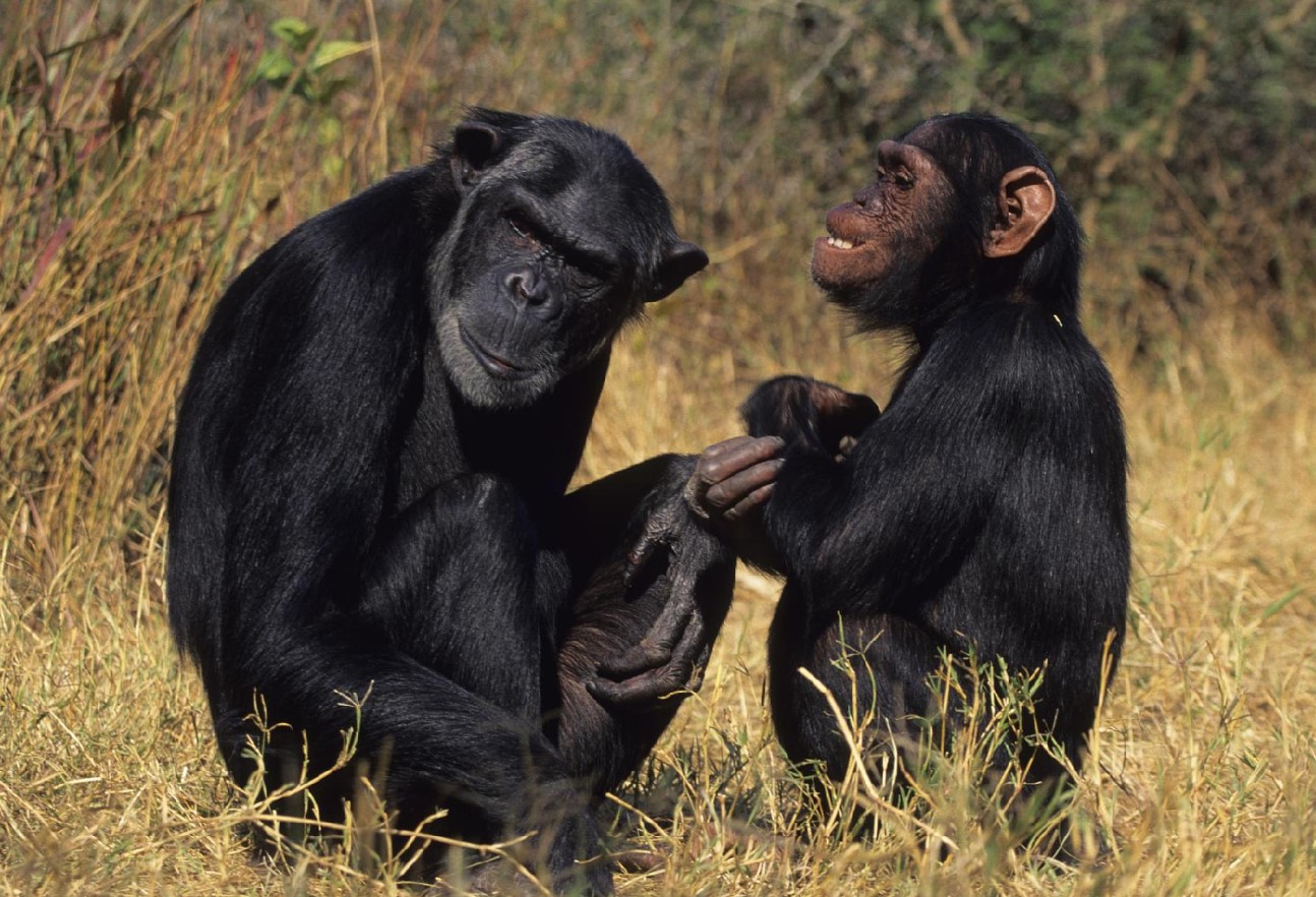 Chimpanser opfører sig frækt og trendsættende - det viser, at de er mere menneskelignende, end du tror, afslører undersøgelse