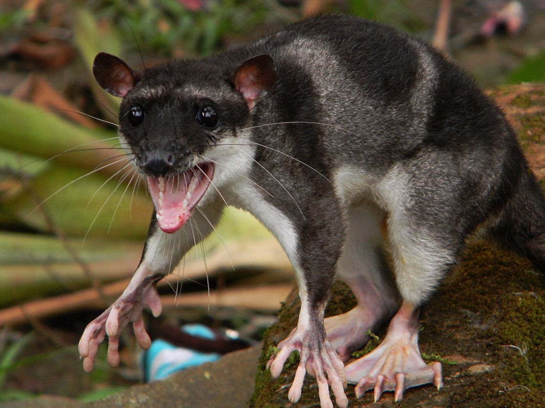 Vandopossum: en rotte med svømmehud. Et sjovt dyr, der simpelthen må blive et meme