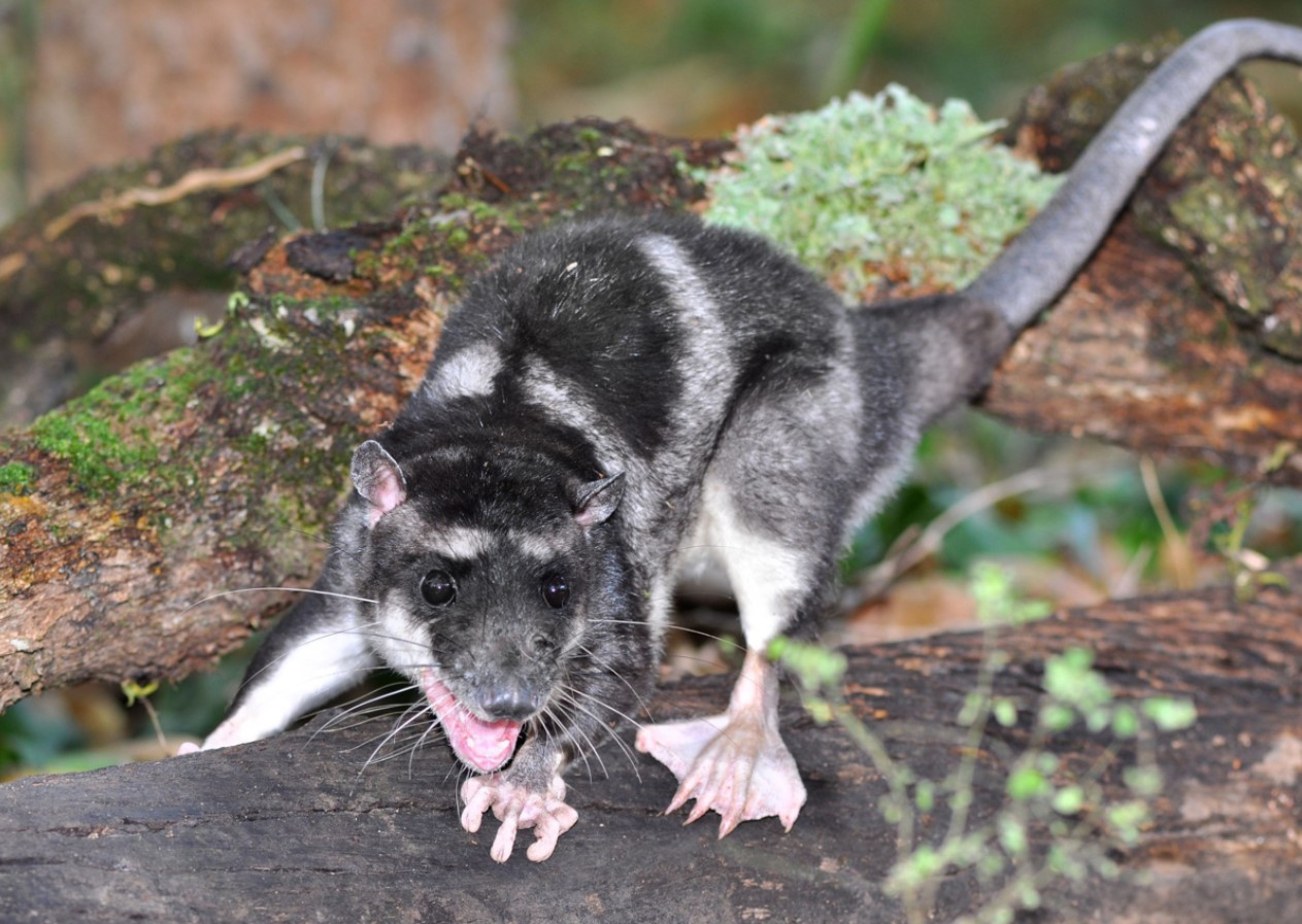 Vandopossum: en rotte med svømmehud. Et sjovt dyr, der simpelthen må blive et meme
