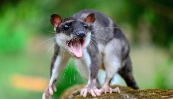 Vandopossum: en rotte med svømmehud. Et sjovt dyr, der simpelthen må blive et meme