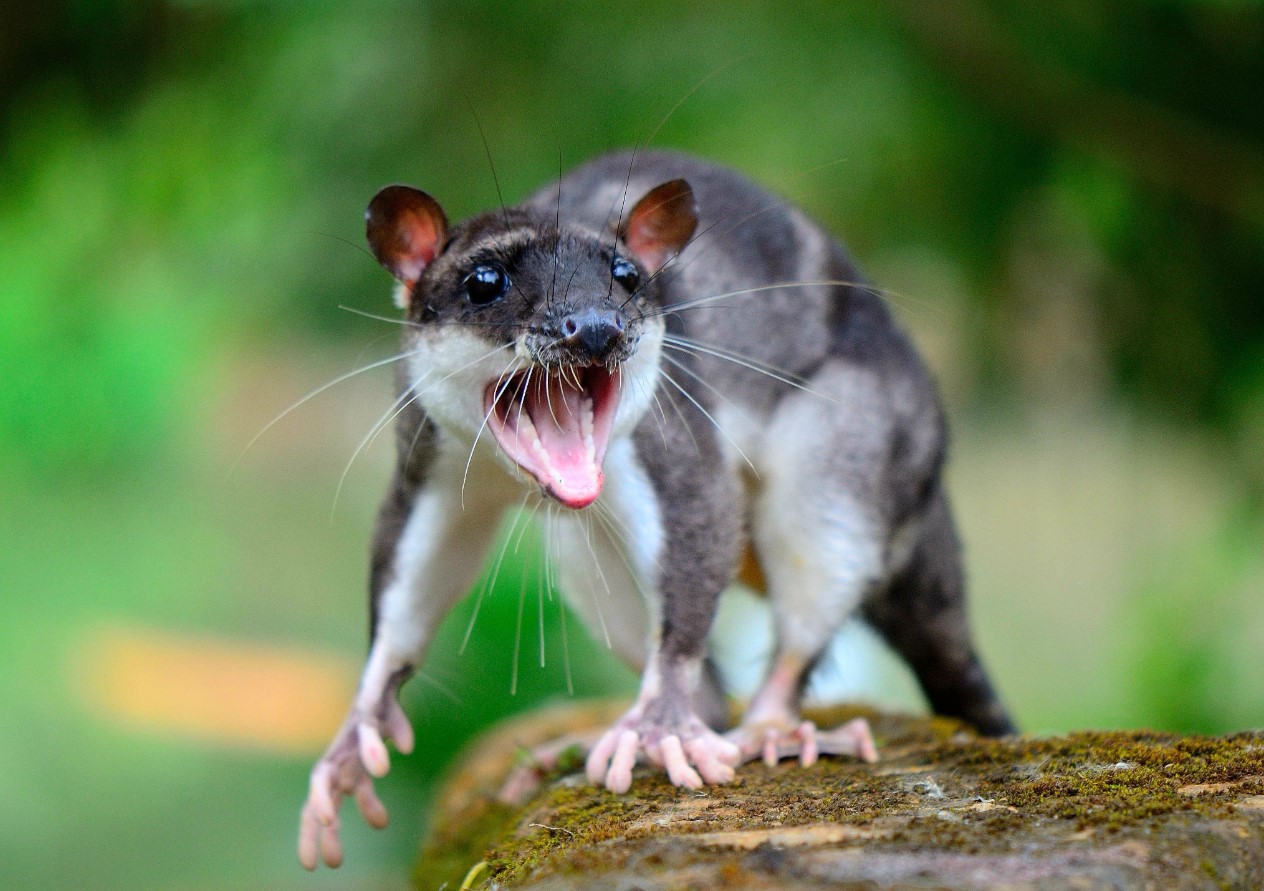 Vandopossum: en rotte med svømmehud. Et sjovt dyr, der simpelthen må blive et meme