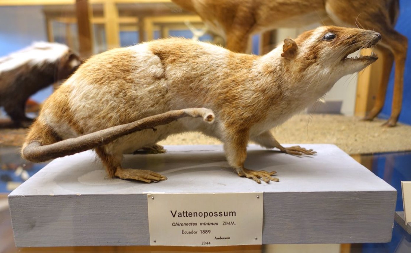 Chironectes minimus