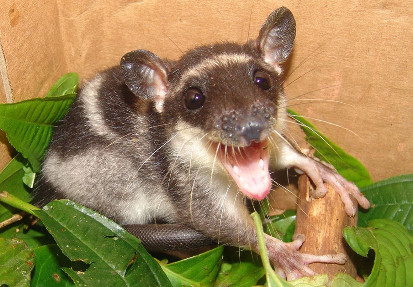 Chironectes minimus