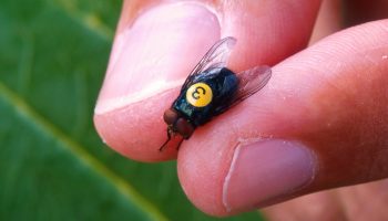 USA har en plan om at avle millioner af fluer og smide dem ud fra fly. Her er hvorfor