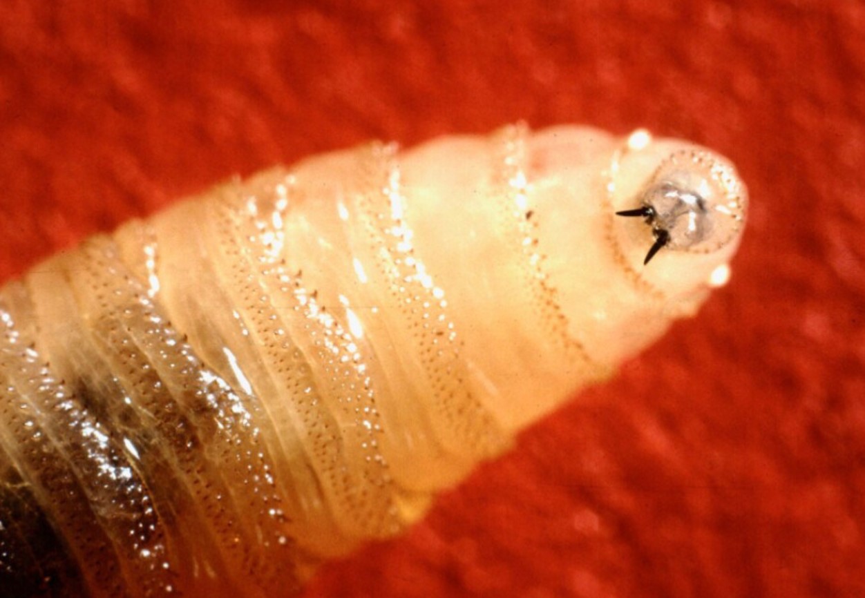Cochliomyia hominivorax