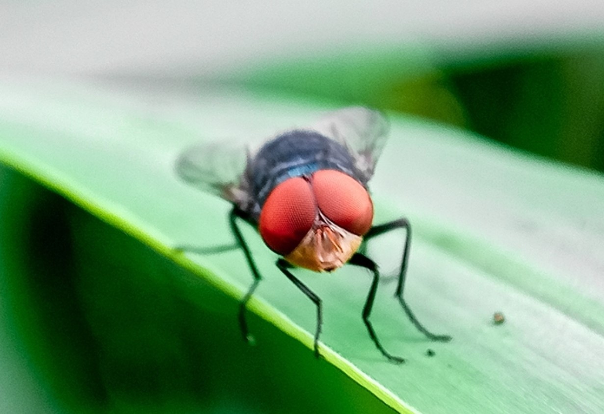 Cochliomyia hominivorax