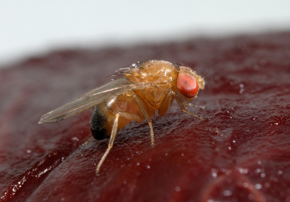 Cochliomyia hominivorax