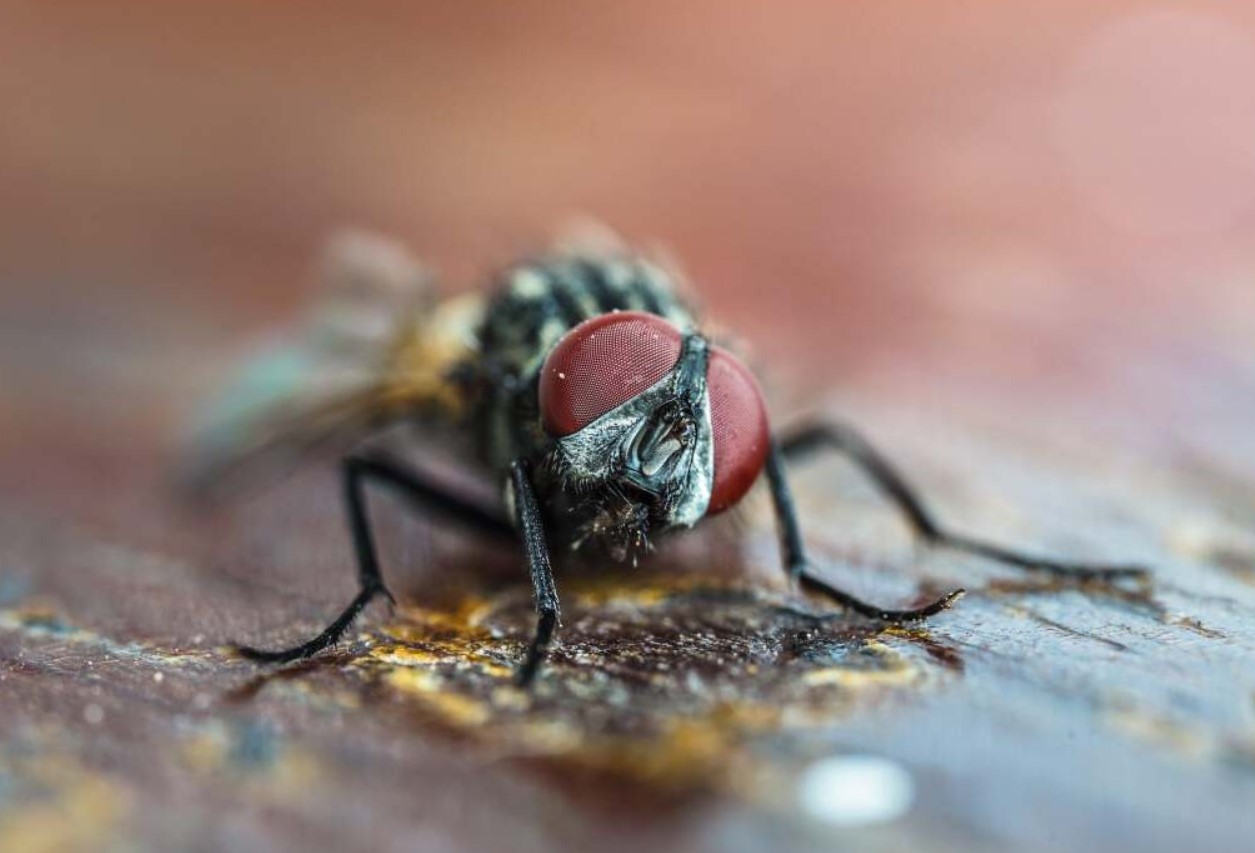USA har en plan om at avle millioner af fluer og smide dem ud fra fly. Her er hvorfor