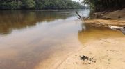 Afrika fortsætter med at overraske: nye naturens gåder – afsløringer, der ikke efterlader nogen ligegyldig