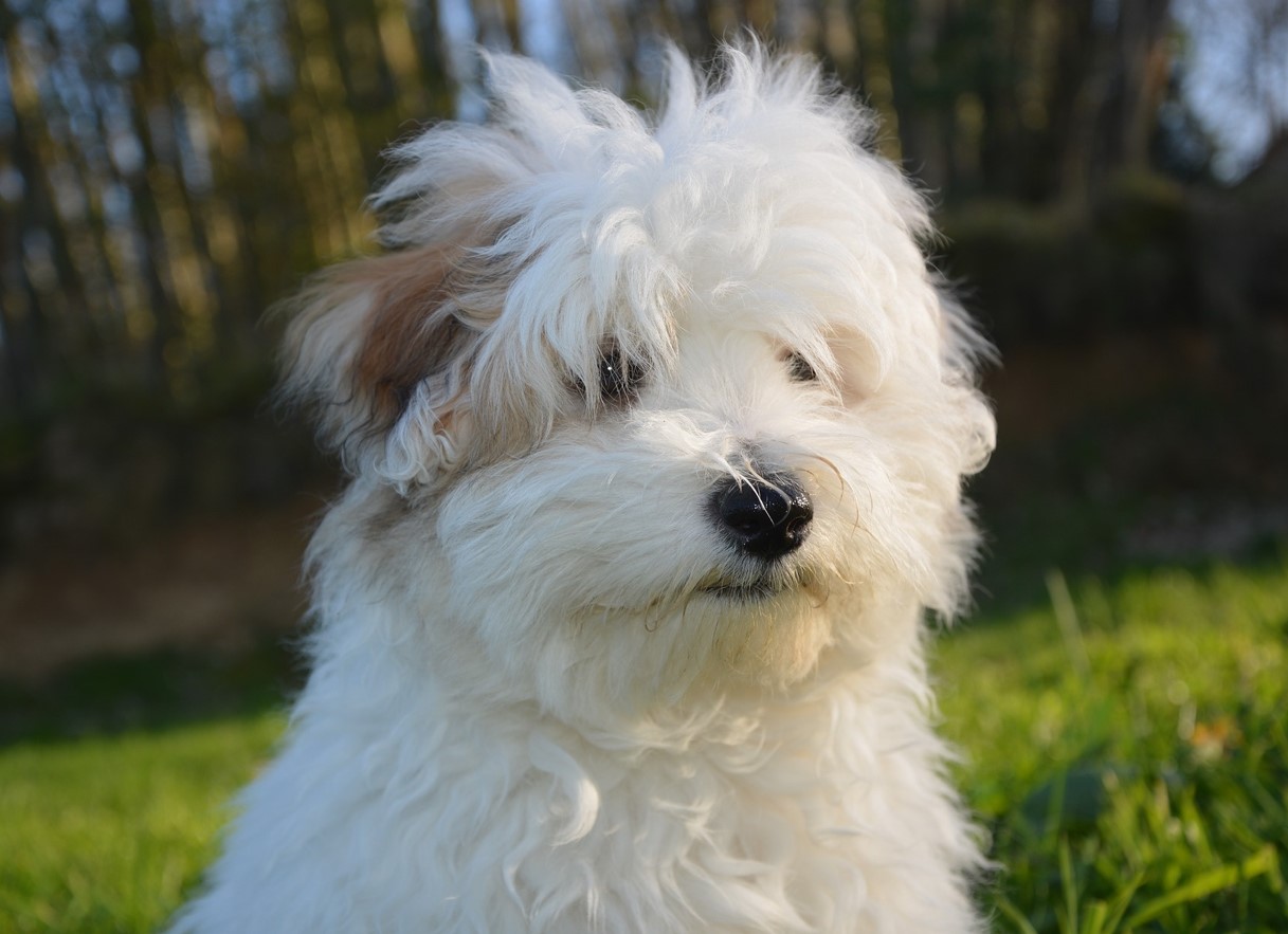 Fluffy snefnug fra Madagaskar: Coton de Tulear — hundracens karakteristika og pleje