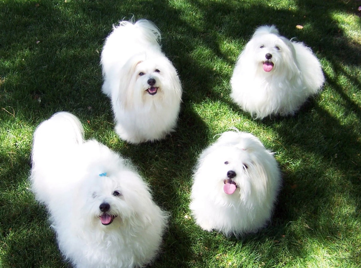 Fluffy snefnug fra Madagaskar: Coton de Tulear — hundracens karakteristika og pleje