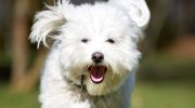 Fluffy snefnug fra Madagaskar: Coton de Tulear — hundracens karakteristika og pleje