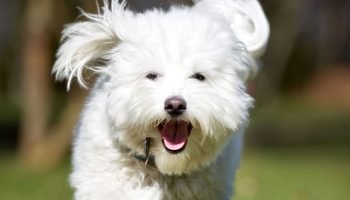 Fluffy snefnug fra Madagaskar: Coton de Tulear — hundracens karakteristika og pleje