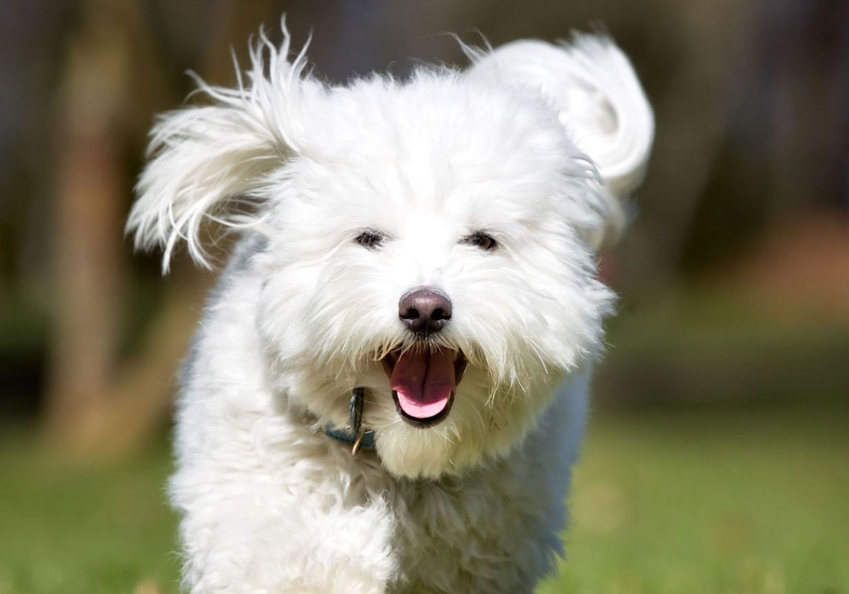 Fluffy snefnug fra Madagaskar: Coton de Tulear — hundracens karakteristika og pleje
