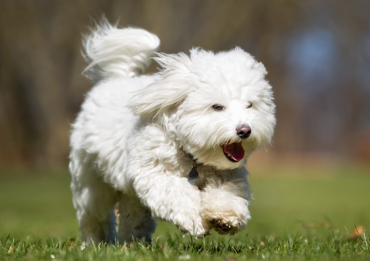 Fluffy snefnug fra Madagaskar: Coton de Tulear — hundracens karakteristika og pleje