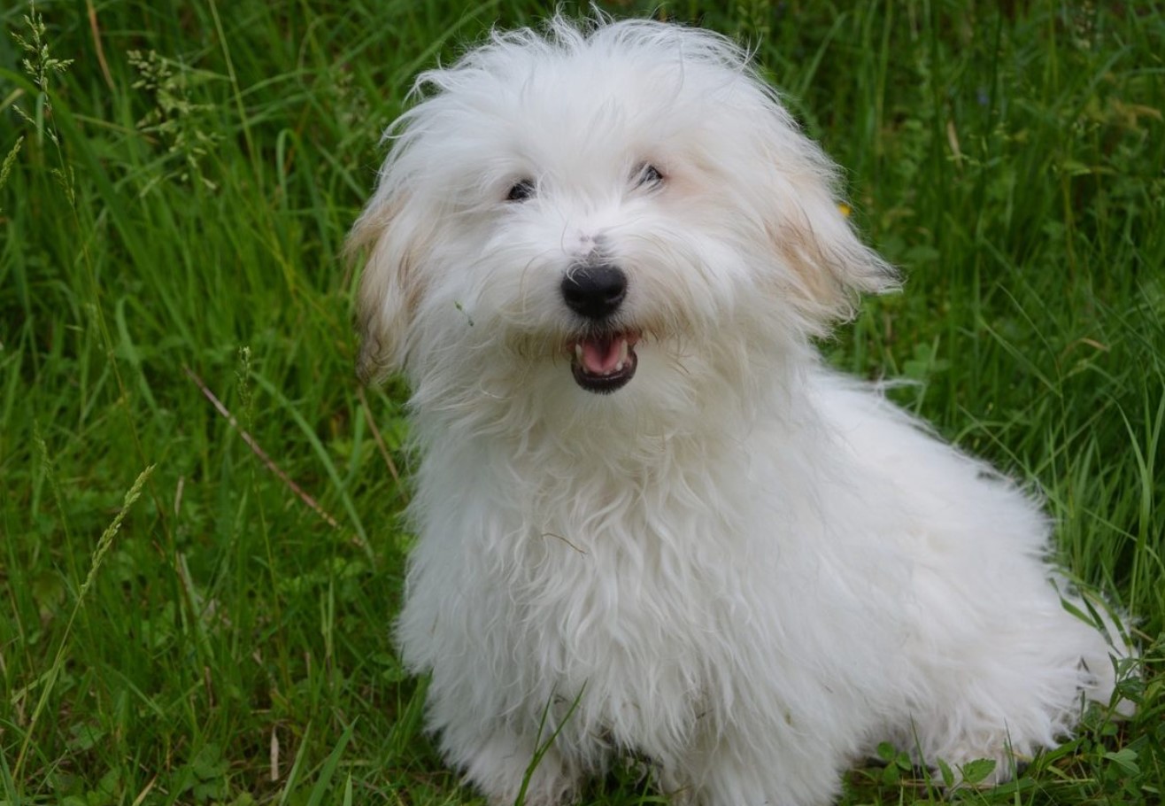 Fluffy snefnug fra Madagaskar: Coton de Tulear — hundracens karakteristika og pleje