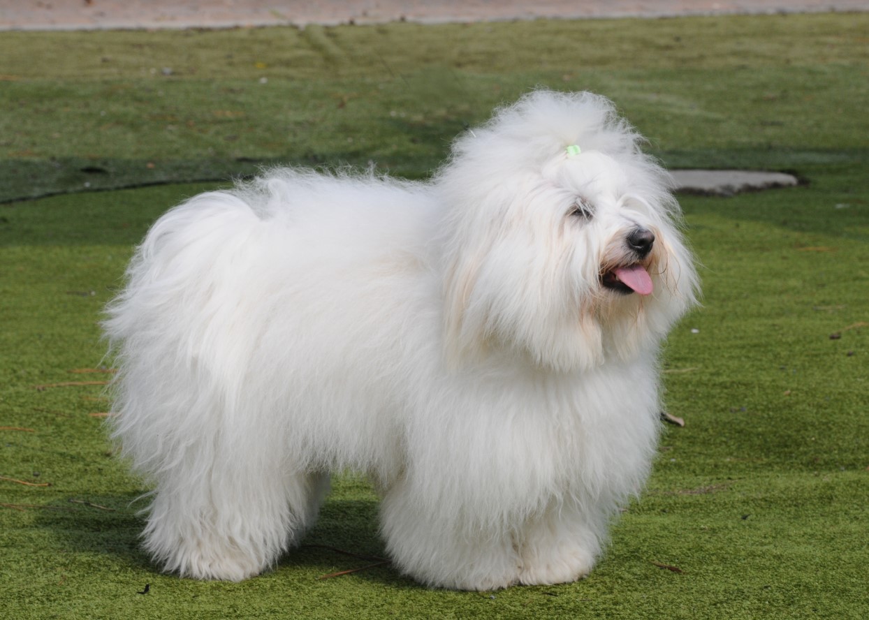 Fluffy snefnug fra Madagaskar: Coton de Tulear — hundracens karakteristika og pleje