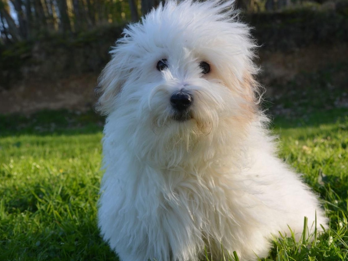 Fluffy snefnug fra Madagaskar: Coton de Tulear — hundracens karakteristika og pleje