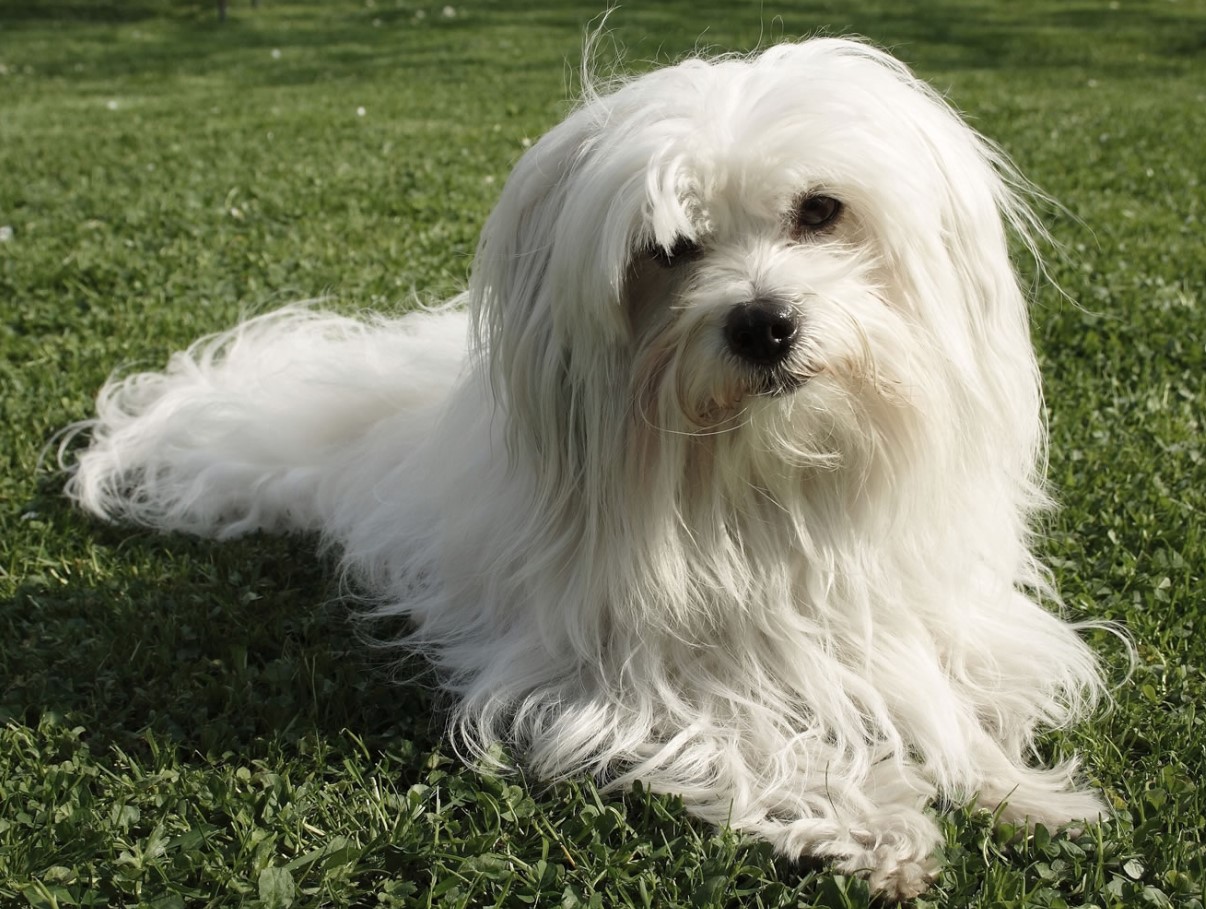 Fluffy snefnug fra Madagaskar: Coton de Tulear — hundracens karakteristika og pleje