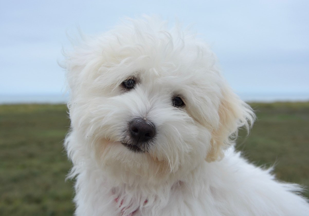 Fluffy snefnug fra Madagaskar: Coton de Tulear — hundracens karakteristika og pleje