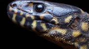 Cricosaura typica