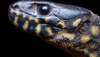 Cricosaura typica