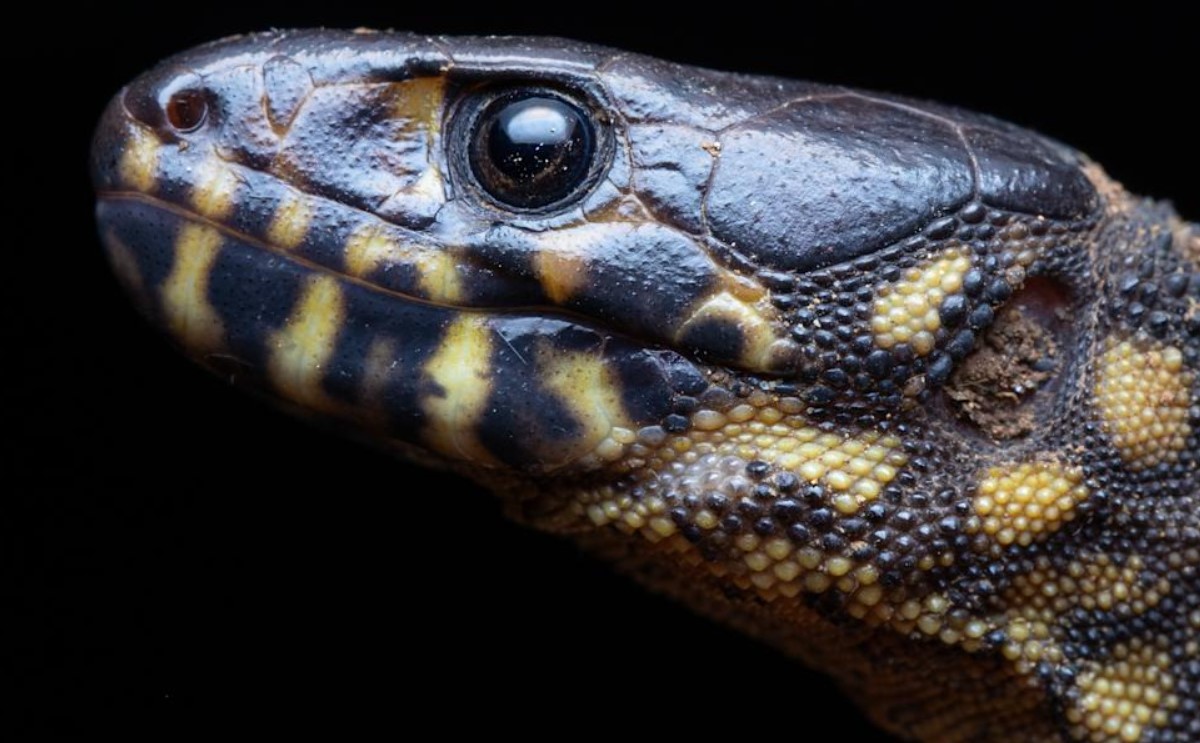 Cricosaura typica