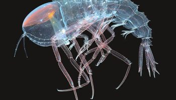 Cystisoma — en gennemsigtig beboer i verdenshavene