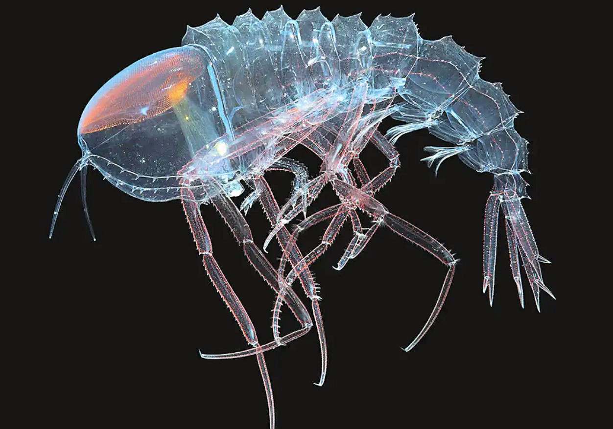 Cystisoma — en gennemsigtig beboer i verdenshavene