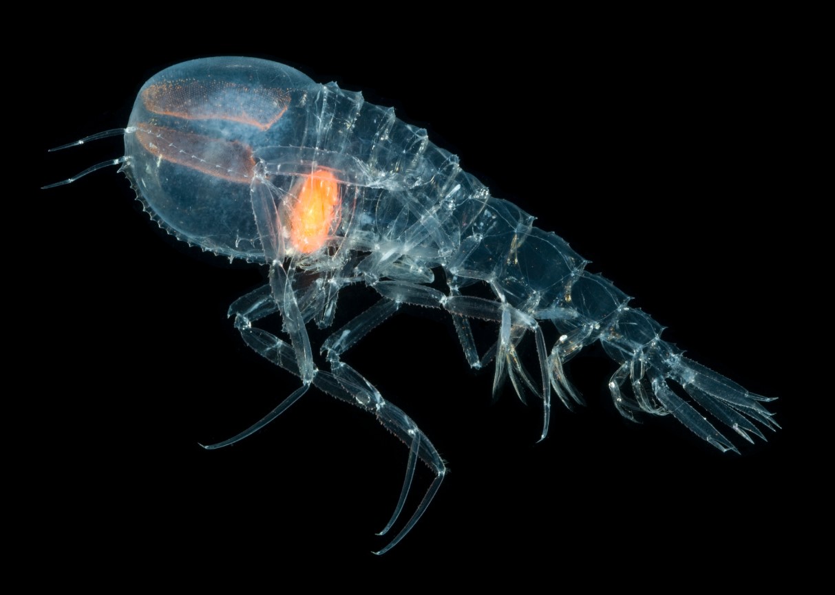 Cystisoma — en gennemsigtig beboer i verdenshavene