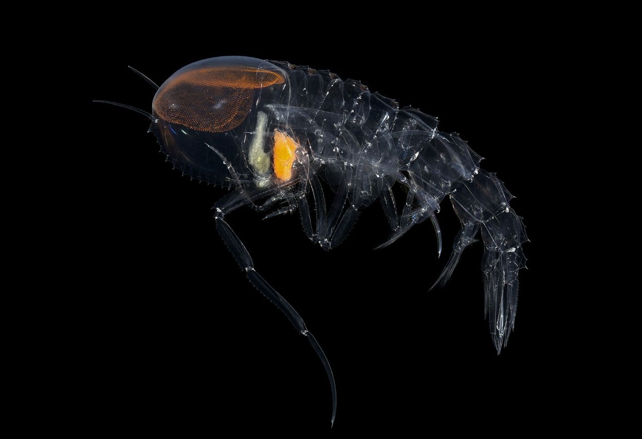 Cystisoma — en gennemsigtig beboer i verdenshavene