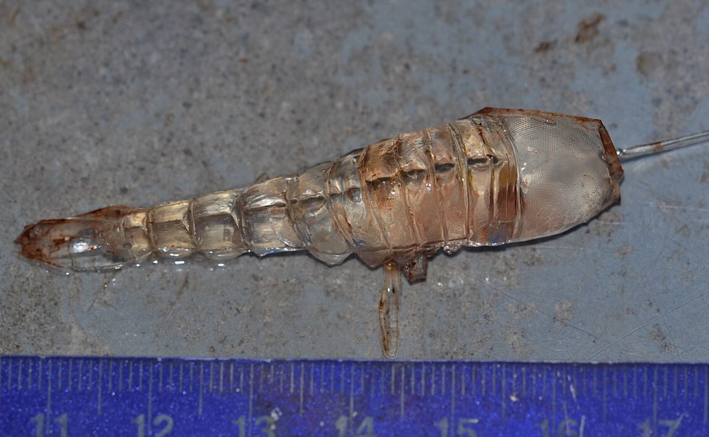 Cystisoma — en gennemsigtig beboer i verdenshavene