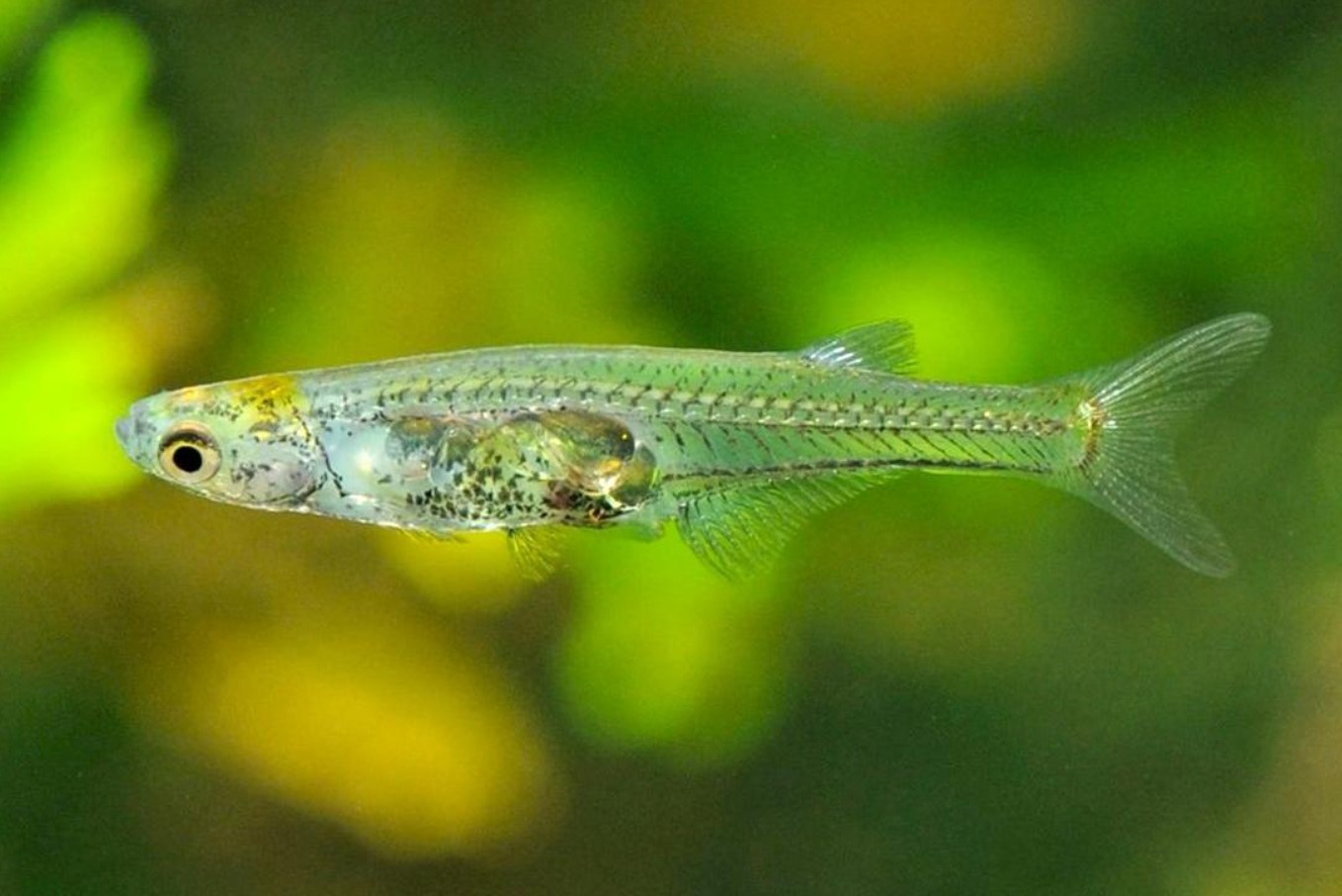 Danionella cerebrum