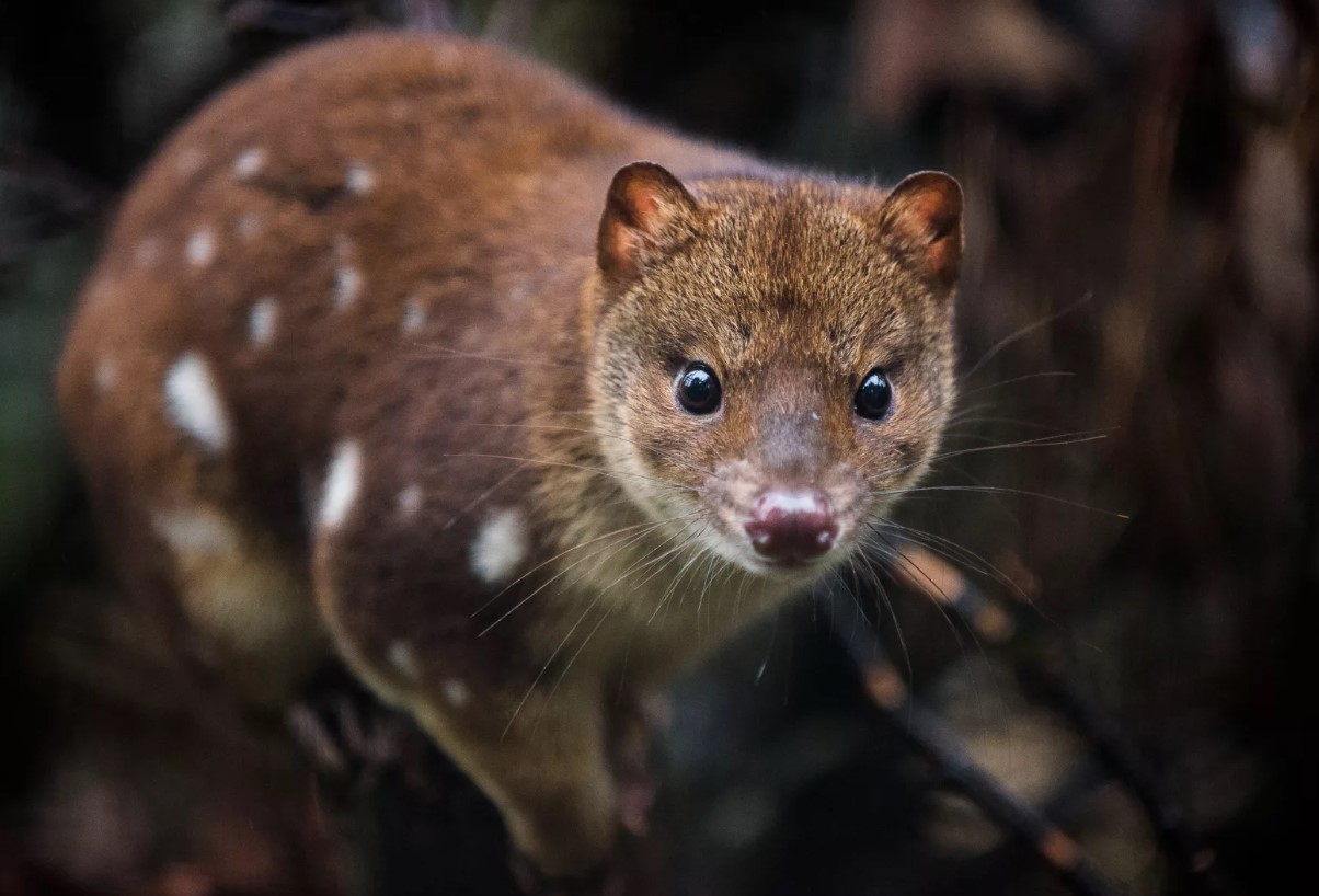 Dasyurus maculatus