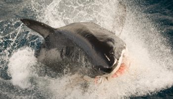 Delfiner er en trussel mod havet: hajer frygter dem af en grund
