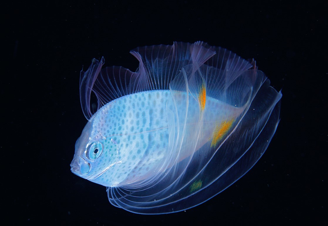 Plettede Desmodema aka Polka Dot Ribbonfish — en skønhed fra dybet