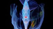Plettede Desmodema aka Polka Dot Ribbonfish — en skønhed fra dybet